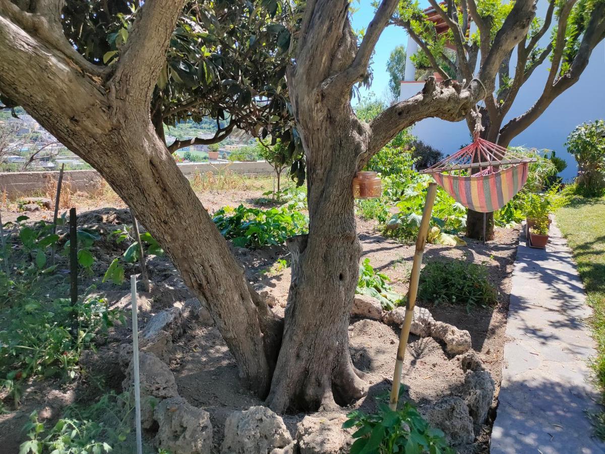 Ferienwohnung Il Giardino Barano dʼIschia Exterior foto